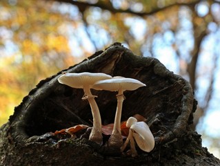 Kleiner weißer Kobold hockt unter Buchen-Schleimrüblingen 