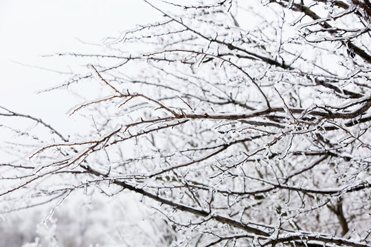 Glazed tree branch after winter ice storm, snow and frozen rain, icicles