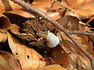 Schöne Landdeckelschnecke (Pomatias elegans) 