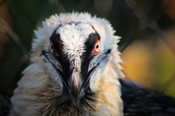eagle vulture portrait