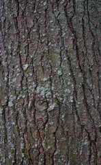 White Pine Tree Bark With Moss