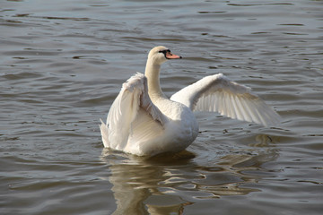 Schwan in Imponierpose