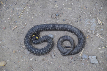 Obraz premium Grass snake, crawling along the ground. Non-poisonous snake. Frightened by the Grass snake