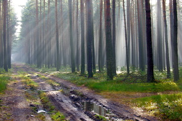 Leśna droga, © boguslavus