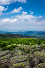 Fototapeta na wymiar Mountains and forest of Harz in the sunlight , Germany