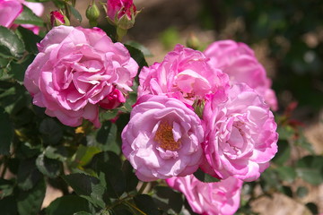 薔薇