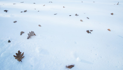 the early winter. fallen leaves on the snow cover