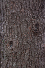 White Pine Tree Bark