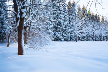 Fototapeta premium winter time