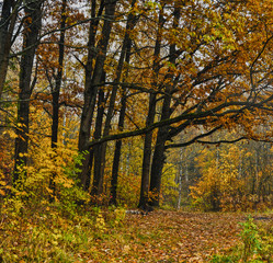 Obraz premium Running autumn Park