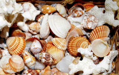 conchiglie di mare