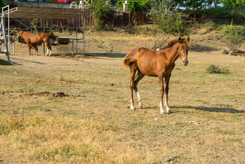 Brown foal in corral
