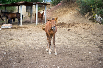Brown foal