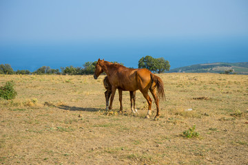 Mare with foal on a mountain pasture
