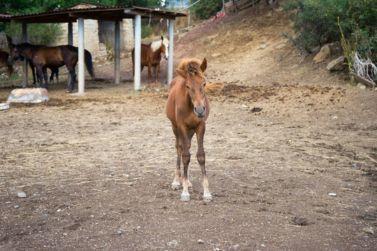 Brown foal in paddok