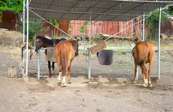 Three horses in paddok