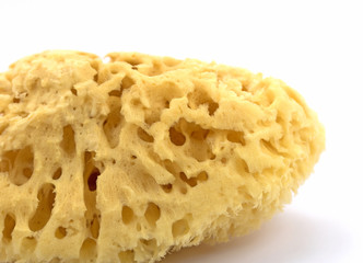 Naturschwamm, Badeschwamm, Körperpflege