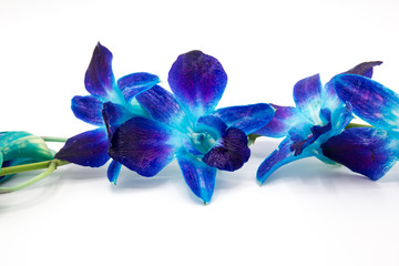 Deep purple blue orchid flower on white background