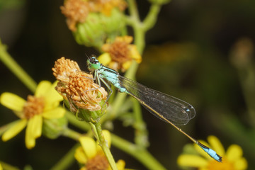 Blue dragonfly of the family of Arrows (lat. Coenagrionidae) on a yellow flower