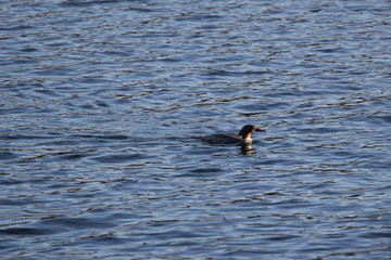 Common Merganser