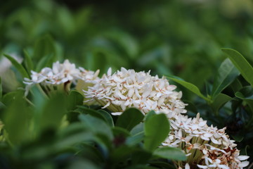 White ixora flowers in the garden