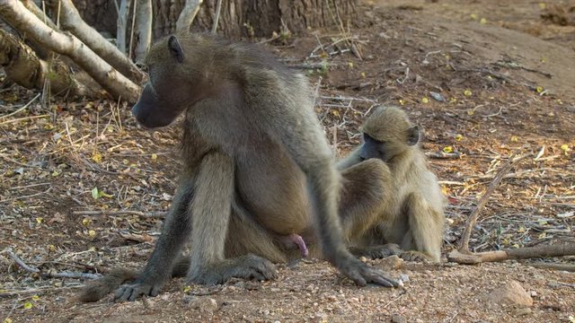 Baboon Male Close-up in Natural African Habitat with Younger One Looking for Ticks to Eat Under a Tree in the Kruger National Park