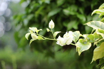 Bougainvillea beautiful flowers and beautiful leaves