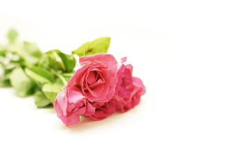 rose for valentine day