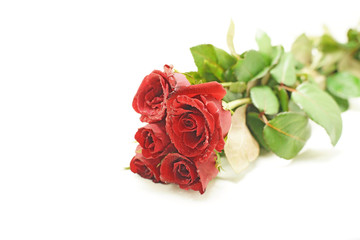 rose for valentine day