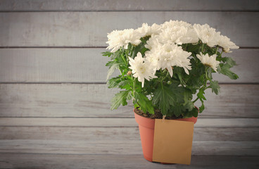 White Chrysanthemum in flower pot with gift, greeting card, on grey wooden backround