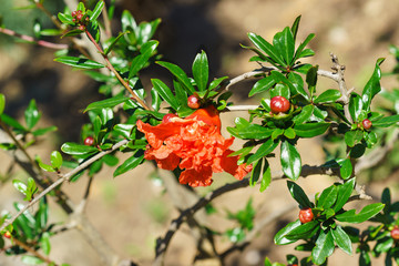 The flower grenade is ordinary (lat. Punica granatum)