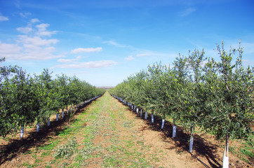Fototapeta na wymiar olives tree field, alentejo, Portugal