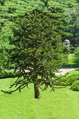Araucaria Chilean - Araucaria araucana (Molina) K. Koch in the Park Paradise. Partenit, Crimea, Russia