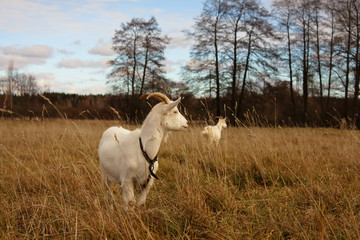 Fototapeta premium Goats graze in a field in Autumn