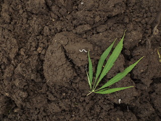 Concept: the danger of narcotic plants