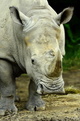 white rhino close up
