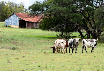 Texas long horns with barn