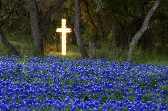 Easter Blue Bonnets