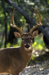 trophy portrait