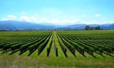 Fototapeta na wymiar Winery in Marlborough Sounds, New Zealand.