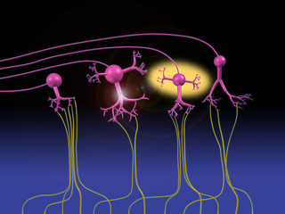 Olfactory Neurons Respond to Fragrance