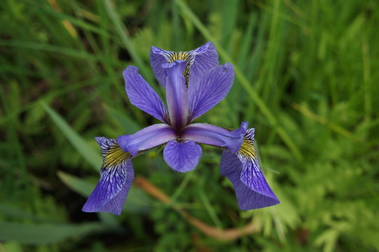 Blue Flag Iris