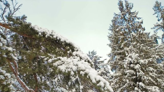 Forest Snow-Covered Christmas Trees