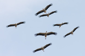 Weißstorch (Ciconia ciconia)