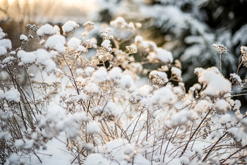 beautiful flowers in the snow in the sunlight