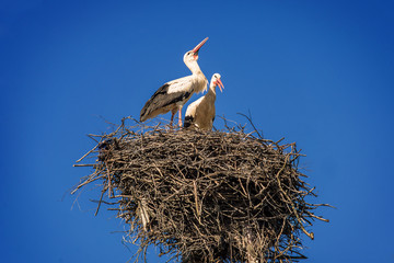 pair of storks in the nest