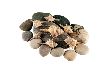 Isolated pebbles and seashell on white background for your design