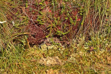 Junge Mooreidechse ((Zootoca vivipara) im Hochmoor 