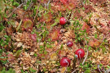 Rundbl&auml;ttriger Sonnentau (Drosera rotundifolia) und Moosbeeren im Hochmoor 