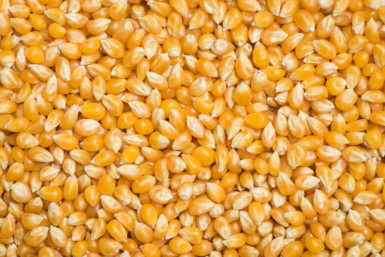 Raw popcorn background and textured